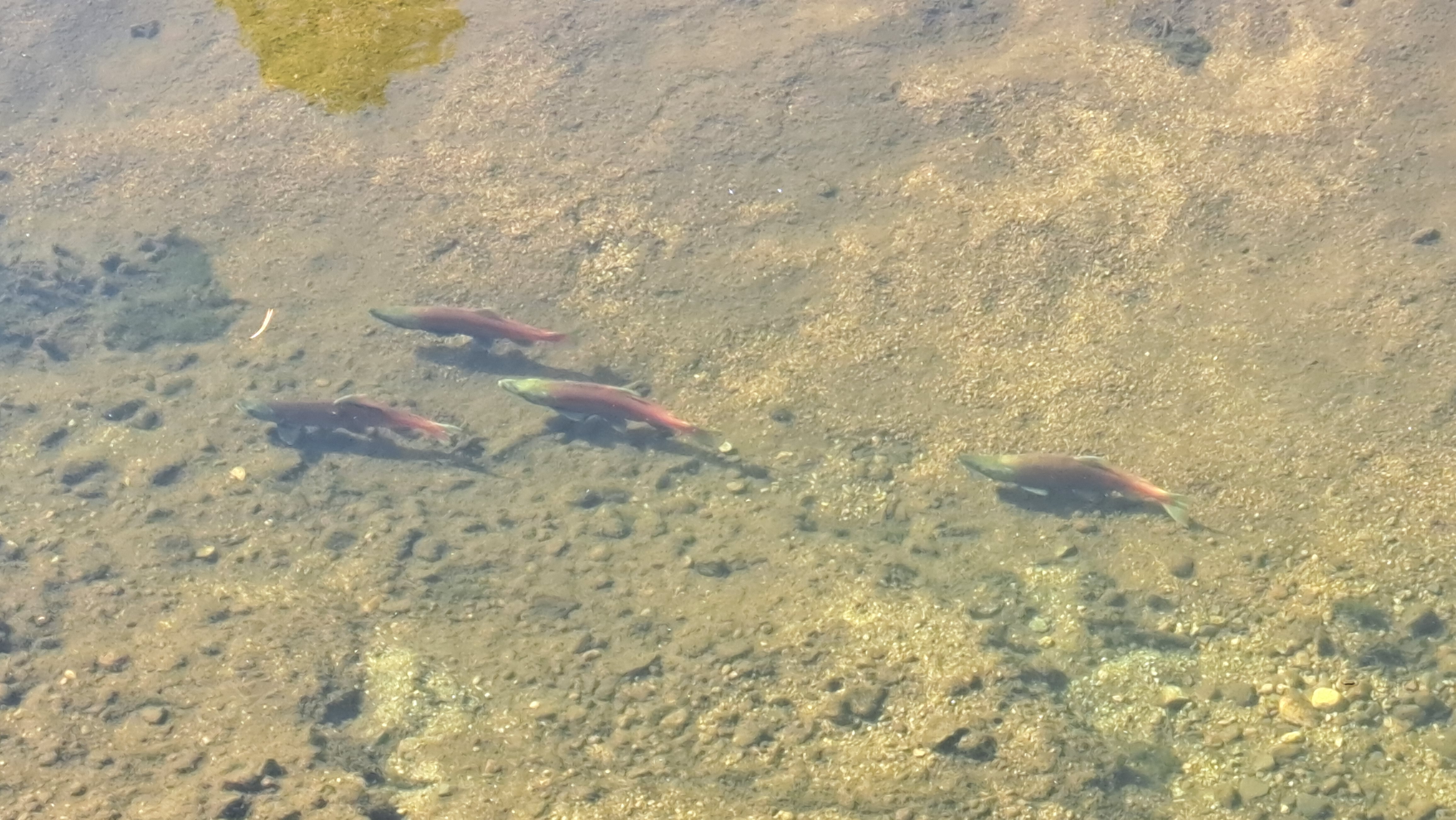 Kokanee heading upstream to spawn.