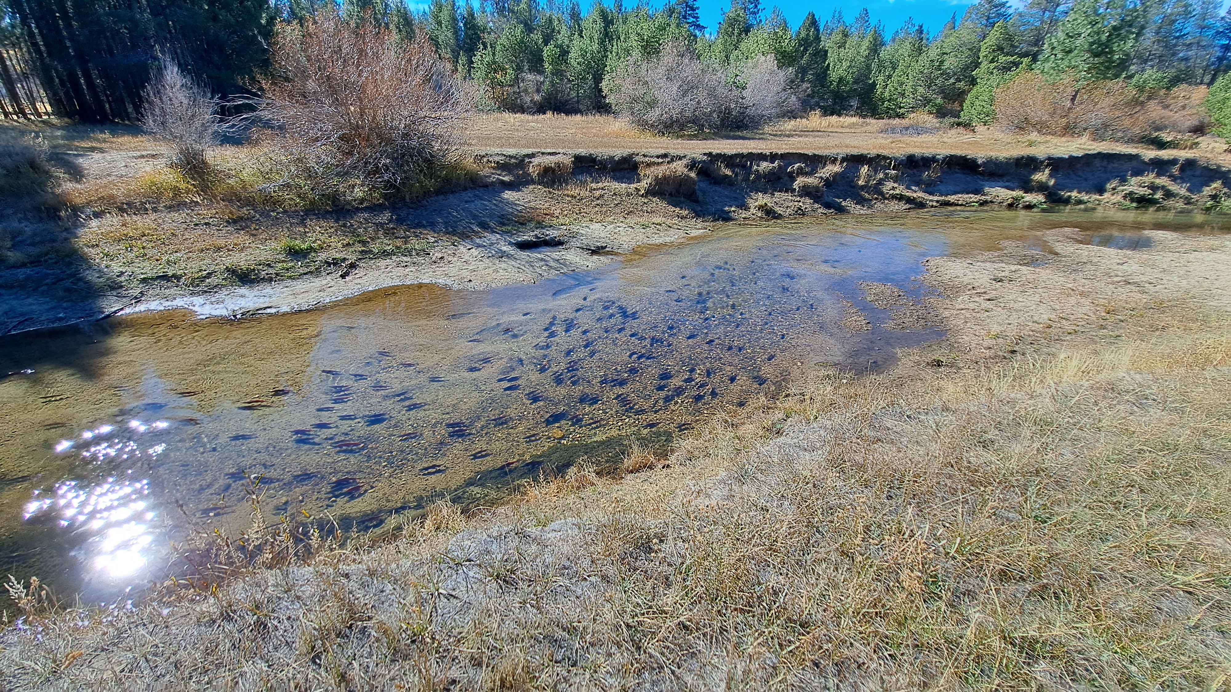 School of Kokanee heading upstream to spawn.